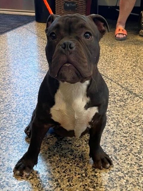 Adoptable Dog