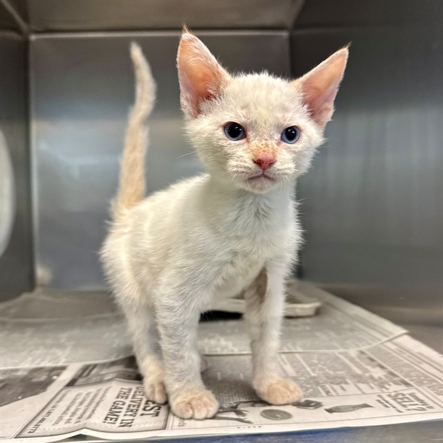 Sidney