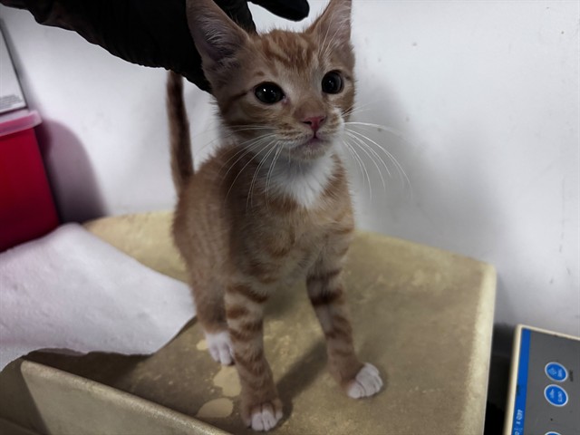 Adoptable Cat