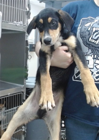 Taz
