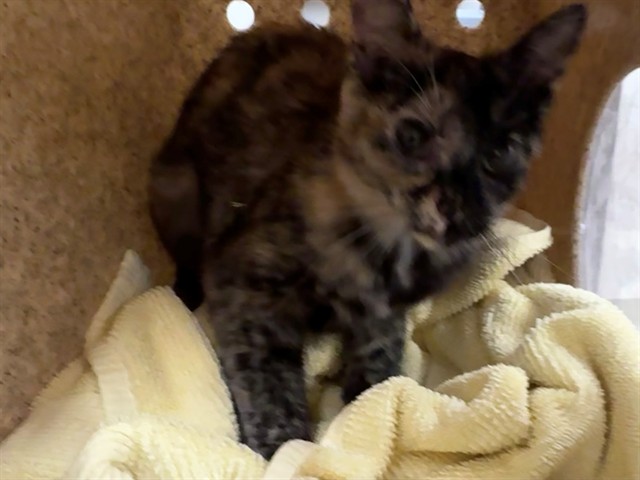 Deedee