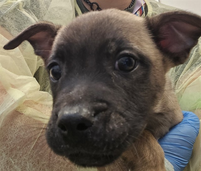 Chico*