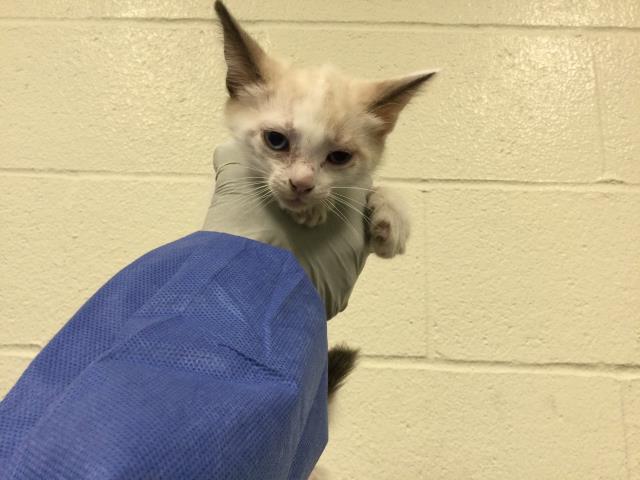 Adoptable Cat