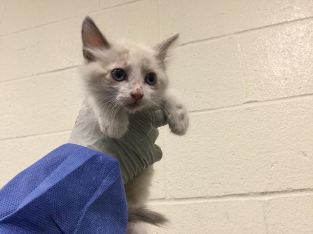 Adoptable Cat