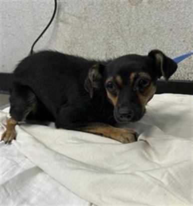 Adoptable Dog