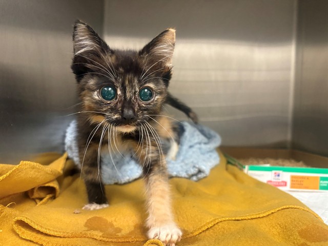 Guita - Adoption Pending