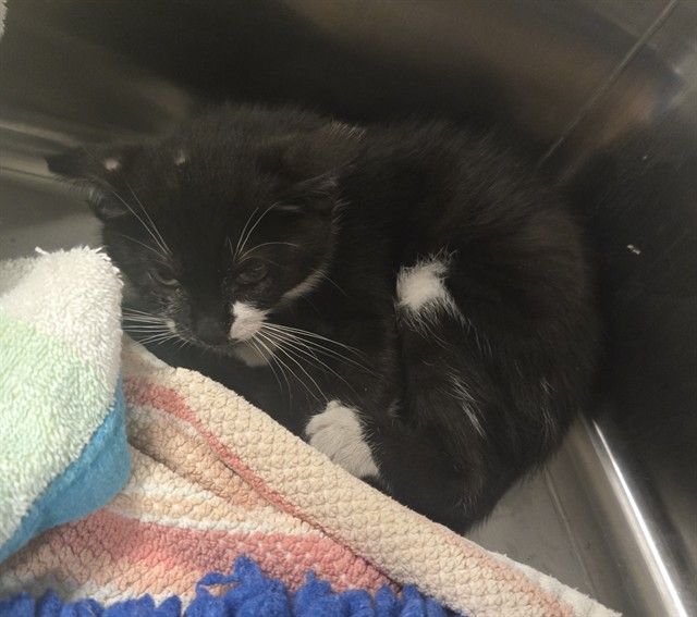 Adoptable Cat