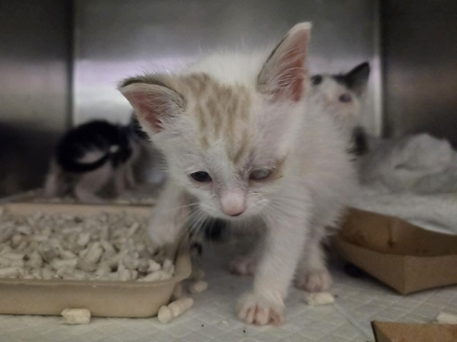 Adoptable Cat
