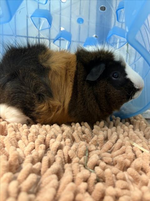 Elvis