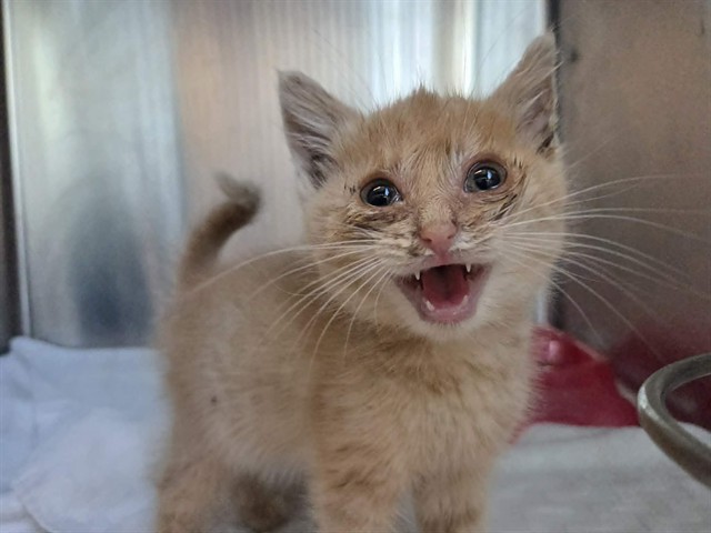 Adoptable Cat