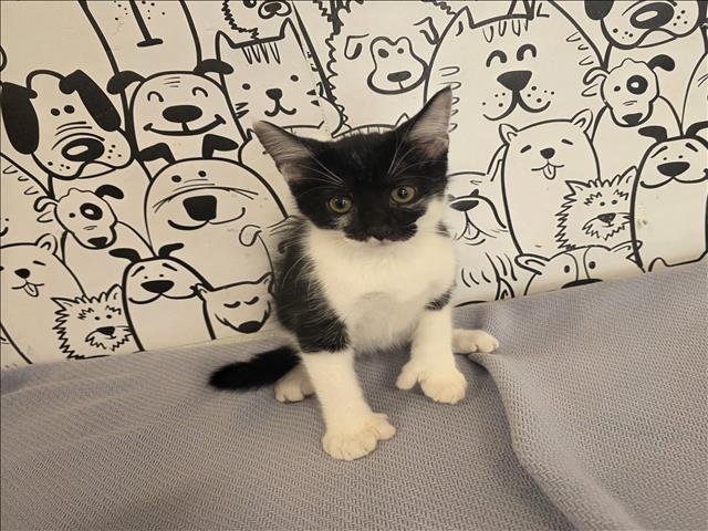 Mittens