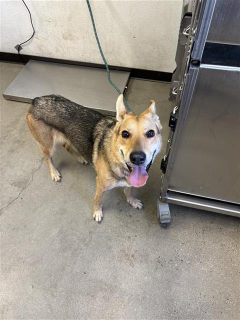 Adoptable Dog