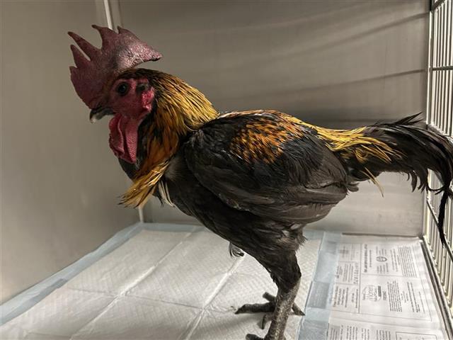 Adoptable Bird