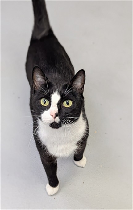 Adoptable Cat
