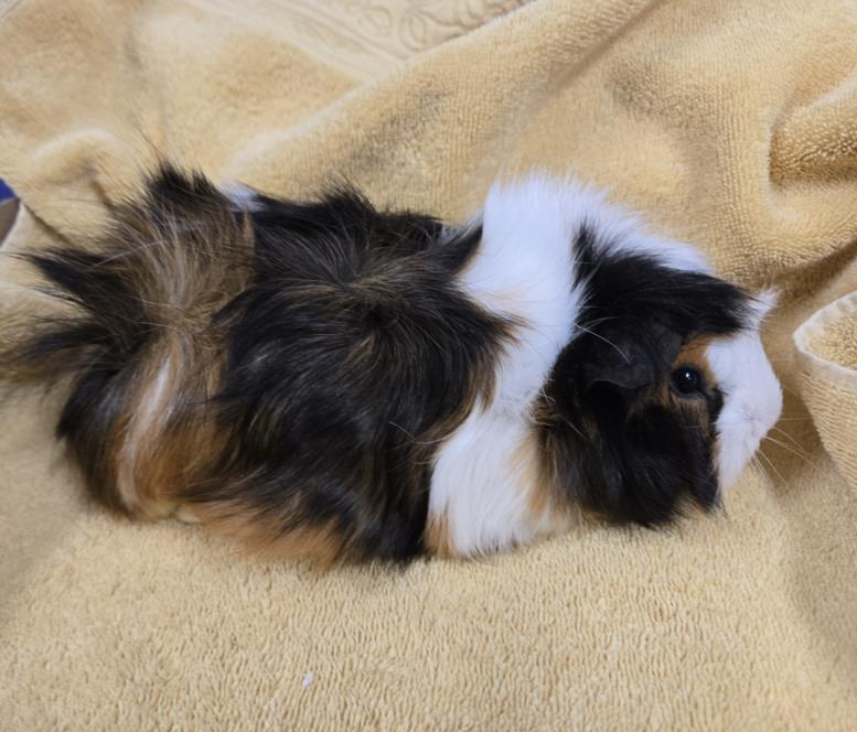Smore