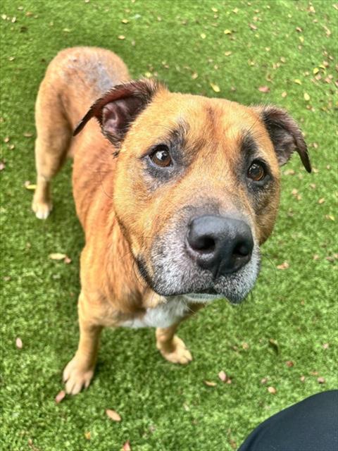 Shelter Staff Named Me *Tachi