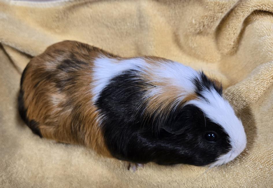 Mocha