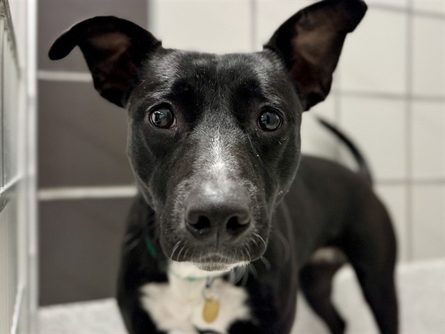 Ellie Mae