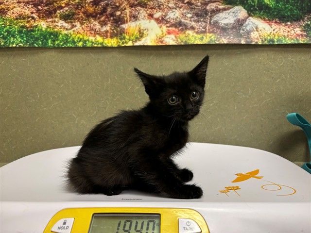 Elvira