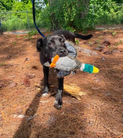 Adoptable Dog