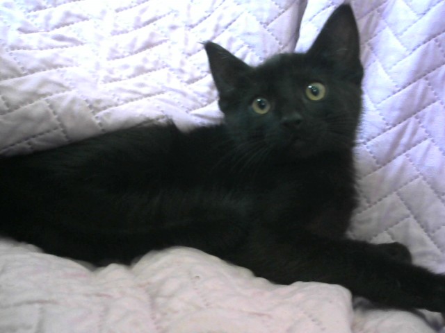 Jaco
