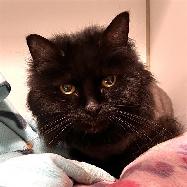 Fluffy