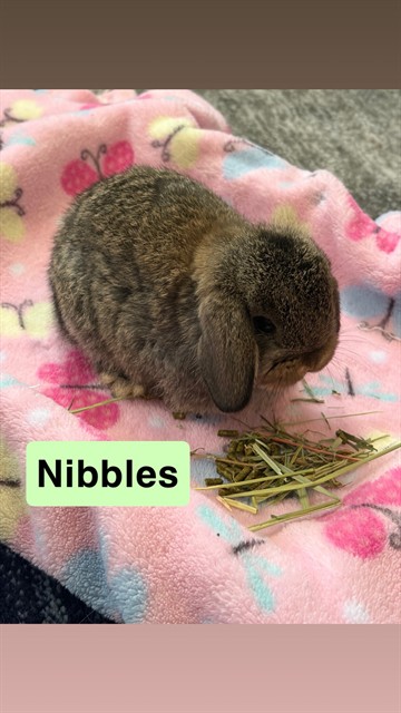 Nibbles