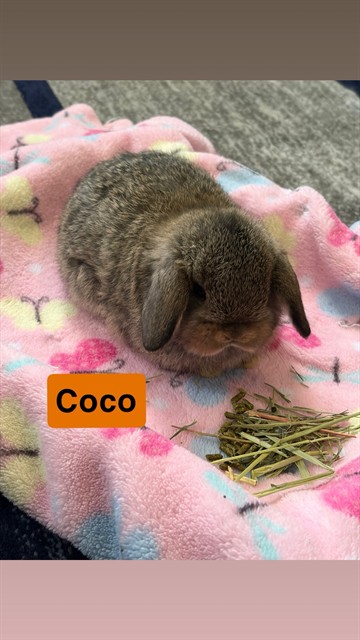 Coco