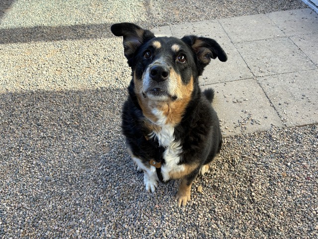 Heidi
