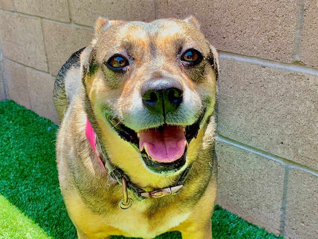 Stella