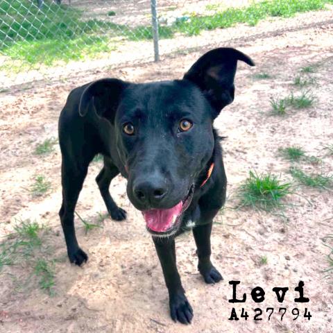 Levi