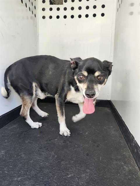 Adoptable Dog