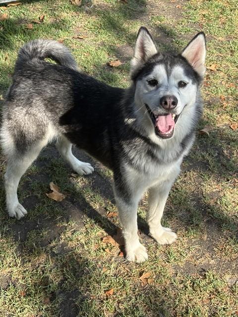 Kira