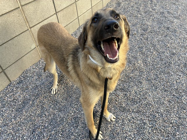 Nala