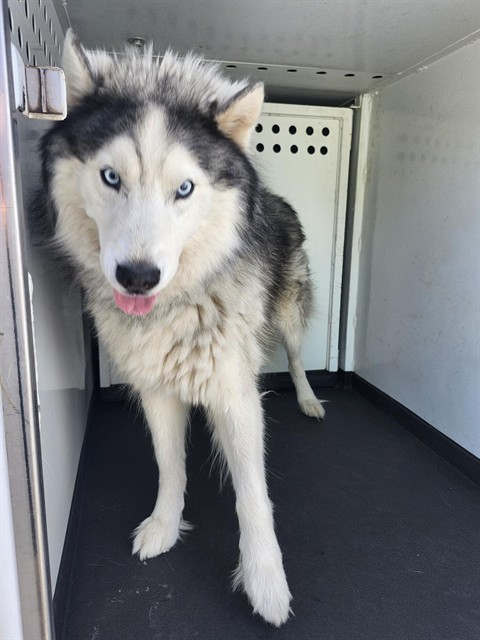 Adoptable Dog