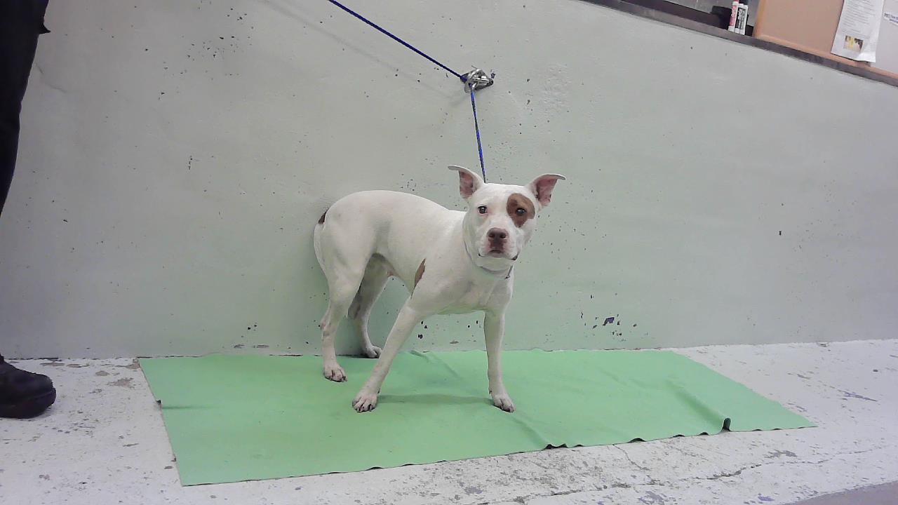 Trixie