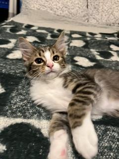 Chunk