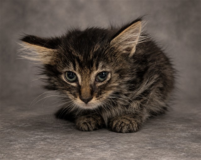 Juno