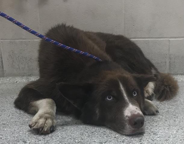Adoptable Dog