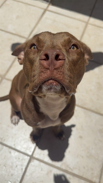 Oso