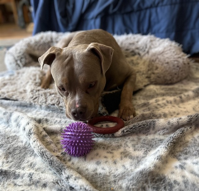 Enzo