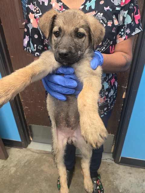 Adoptable Dog