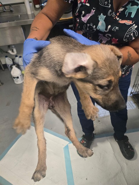 Adoptable Dog