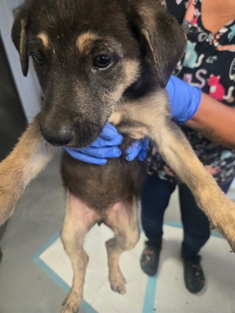Adoptable Dog