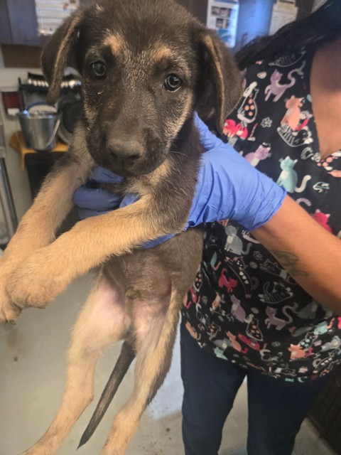 Adoptable Dog