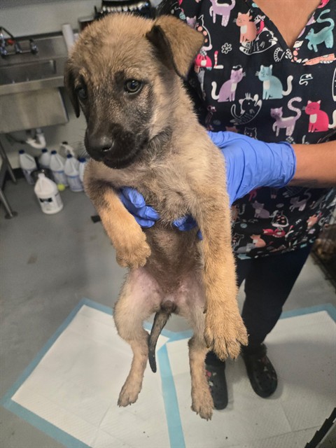 Adoptable Dog
