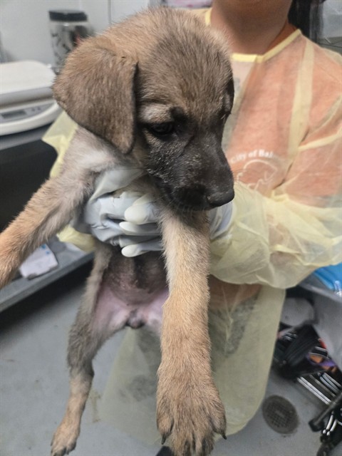 Adoptable Dog
