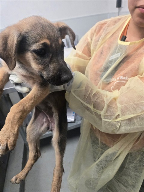 Adoptable Dog