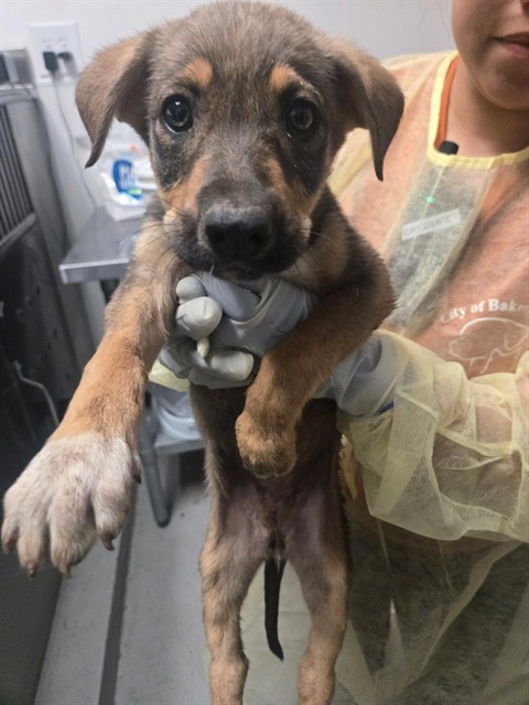 Adoptable Dog