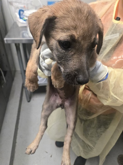 Adoptable Dog